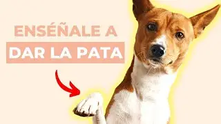 Enseñar a un Perro a Dar la Pata 🐕 obediencia canina