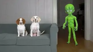 Dogs Pranked by Alien with Superpowers: Funny Dogs Maymo, Potpie & Penny vs Alien Pranks