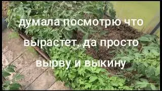 Томаты без рассады на подоконнике это не миф, а реальность. Но подходит не для всех регионов.