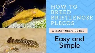 How to Breed Bristlenose Catfish (Plecos)