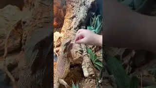 A wholesome moment for me ❤️🦎