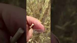 Хлебный пилильщик — как бороться? #сельскоехозяйство #фермерство #farmer #farming #озимаяпшеница
