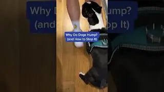 Why Do Dogs Hump? (& How to Stop It) 🤯🐶 