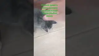 Показываю, как я ухаживаю за Чарли 🐈🐈🐈🥣🥣🥣🥩🥩🥩