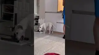 Отцовская любовь она такая❤️ Взять и накормить😍 #глухаясобака #dog #собака #глухаятэффи