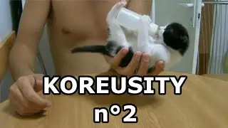 Le Zap De Koreusity n°2 🔥 Les meilleurs vidéos du web 🔥