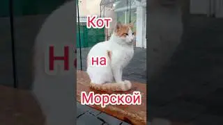 Ялтинский котик один на остановке. #ялта #кот #shorts #остановка