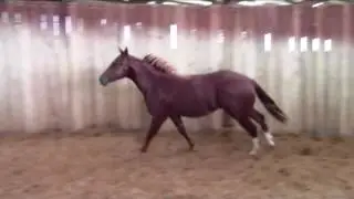 Cee My Chic Shine 2015 mare