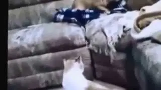 Смешные видео про кошек Смешные кошки