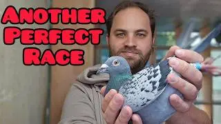 Another Perfect Race! | 250km Pigeon Race Returns