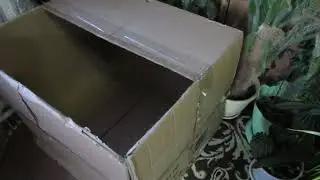 Купила цыплят.Чем занимаюсь.