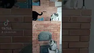 Две кошки и один кот #Обитатели дома встречают маманю ! #