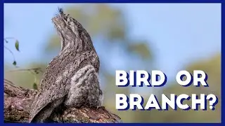 Ornithology with Science Mom - Tawny Frogmouths