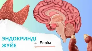 эндокринді жүйе| жыныс гормондары мен бүйрекүсті безінің милы қабаты| 4 - бөлім