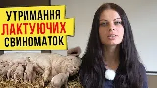 Утримання лактуючих свиноматок