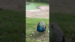 Красивая птица Павлин 🦚 