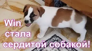 День восемнадцатый. Сердитая собака Win.