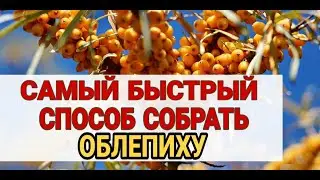 Узнаем, как быстро собрать облепиху. Какие есть секреты выращивания облепихи