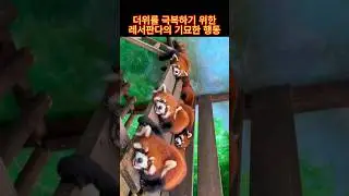 더위를 극복하기 위한 레서판다의 기묘한 행동