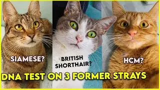 A DNA Test That Can Save Your Cat's Life