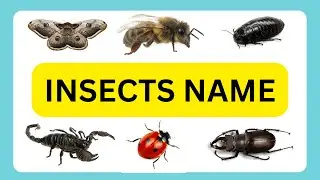 INSECT NAME | NAME OF INSECTS