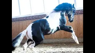 Heino  Horses  for sale https://www.blacksterlingfriesians.com questions? 415-272-2112