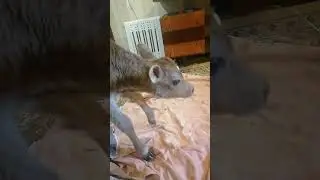 Новорожденный БИК
