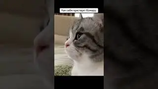 жиза... 