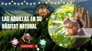 Las Ardillas en su Hábitat Natural: ¡Esto Es Lo Que Realmente Hacen!