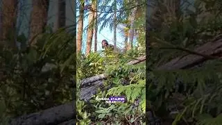 Makhluk berbulu aneh di dalam hutan? 