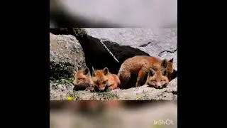 Лисята в норе - Всё хочу на свете знать !