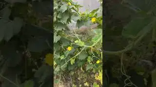 षडरस का कमाल || जैविक स्प्रे का कमाल || Organic farming ||