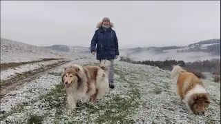 DOG VLOG: Наше/моё новое место! Переехали в августе `22.