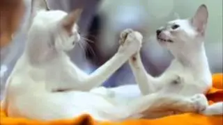 cats