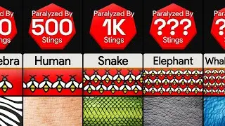 Comparison: How Many Bee Stings To Paralyze ____
