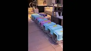 Another Chaotic Day in Kitten Rescue