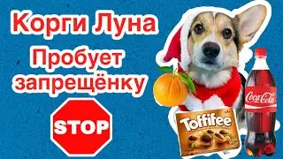 СМЕШНЫЕ ЖИВОТНЫЕ | КОРГИ ЛУНА ВЫБИРАЕТ И КУШАЕТ ЗАПРЕЩЁННУЮ ЕДУ???