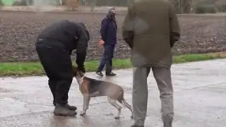 Hunt supporter shows just how much he loves animals // Easton Harriers, 1 December 2018
