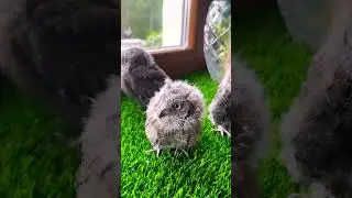 Кот папа и котята с крыльями 😻