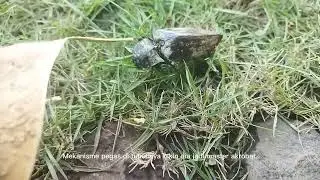 Kumbang Klik: Si Akrobat Mini dengan Jurus Rahasia!