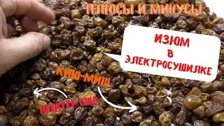 Изюм в электросушилке. Виноград кишмиш Юпитер США. Плюсы и минусы. Легкий способ. (2021)