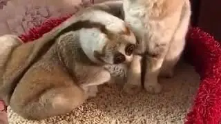 Ты злишься потому что я звезда :3