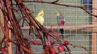 Попугаи перед зимним разведением 2017 Убираем какашки, запасаемся яйцами