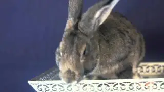 Выставка 