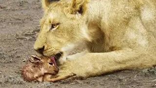 When the Lion Lies Down with the Lamb