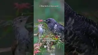 Cuckoo | The Parasite Bird