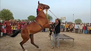 dancing hourse at dorasar 00034।।ghoda।। घोड़ा।।horse dance