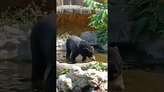 Beruang Madu Koleksi Gembira Loka Zoo #bear #gembiraloka #beruang