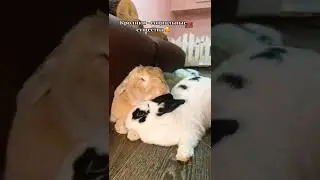 наглаживаник кроликов наше любимое занятие 🥰  