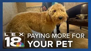 Pet care industry booming, expected to double by 2030